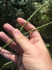 Paspalum floridanum