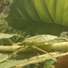 Piezogaster calcarator