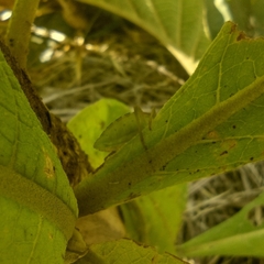 Piezogaster calcarator