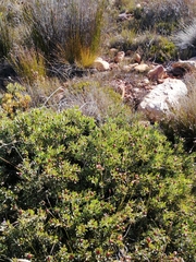 Leucadendron glaberrimum glaberrimum