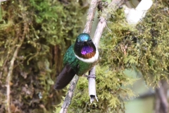 Heliangelus amethysticollis