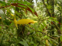 Columnea