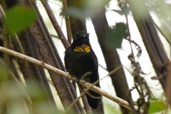 Heliangelus micraster