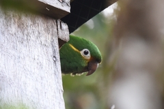 Leptosittaca branickii