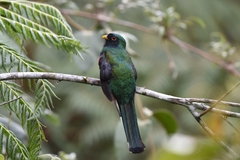 Trogon personatus