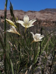 Gladiolus angustus