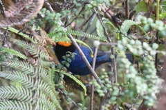 Iridosornis rufivertex