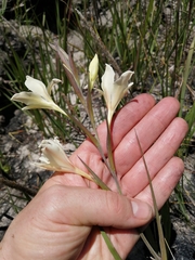 Gladiolus angustus