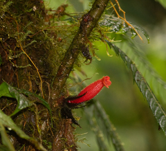 Columnea pedunculata
