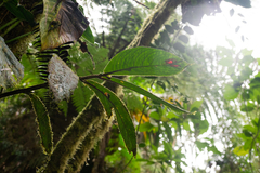 Columnea pedunculata
