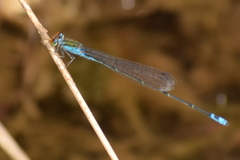 Pseudagrion rubriceps