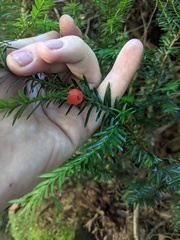 Taxus canadensis