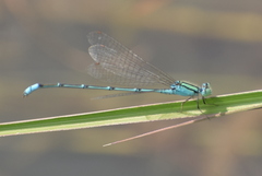 Pseudagrion decorum
