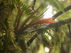 Guzmania