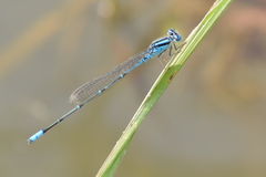 Pseudagrion