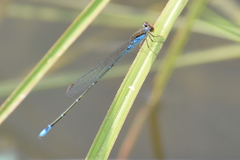 Pseudagrion rubriceps