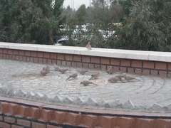 Streptopelia senegalensis cambayensis