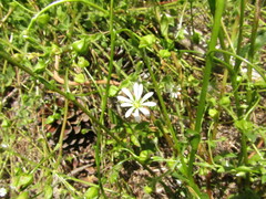 Stellaria chilensis