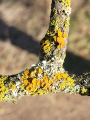 Polycauliona polycarpa