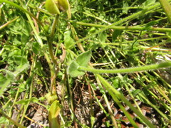 Stellaria chilensis