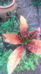 Codiaeum variegatum