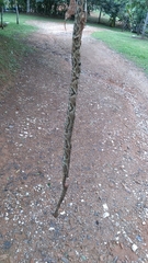 Bothrops jararaca