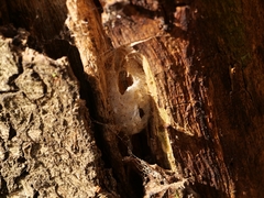 Thaumetopoea processionea