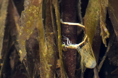 Pseudagrion spencei