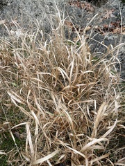 Panicum