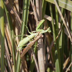 Stagmomantis resacae