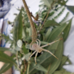 Thomisus spectabilis