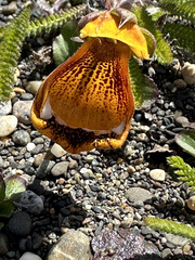 Calceolaria uniflora