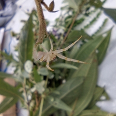 Thomisus spectabilis