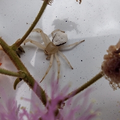 Thomisus spectabilis