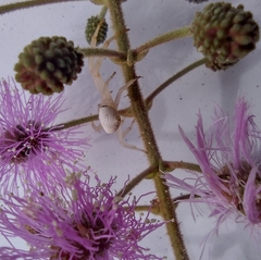 Thomisus spectabilis