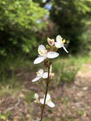 Libertia chilensis