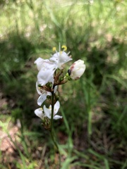 Libertia chilensis