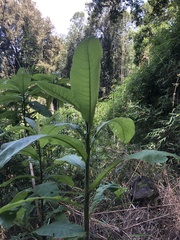 Acrisione cymosa
