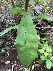 Acrisione cymosa