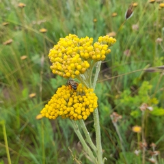 Apis mellifera scutellata