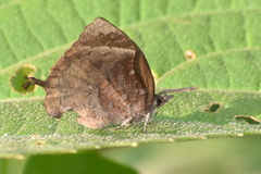 Mahathala ameria