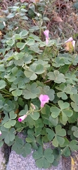Oxalis articulata