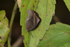 Mahathala ameria