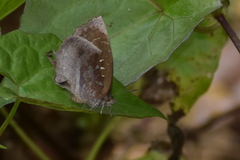 Mahathala ameria