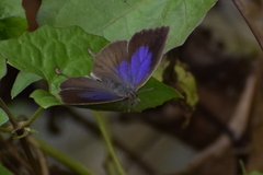 Mahathala ameria