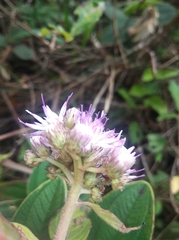 Cyrtocymura scorpioides