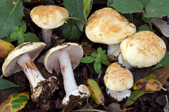 Cortinarius catharinae