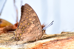 Charaxes solon
