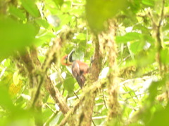 Campephilus haematogaster