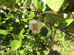Luma